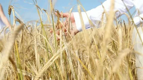 Organic field Stock Footage 12690185