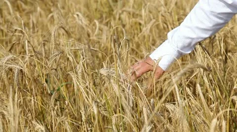 Organic field Stock Footage 12690349