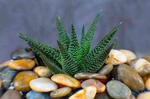 Organic flame Foto stock