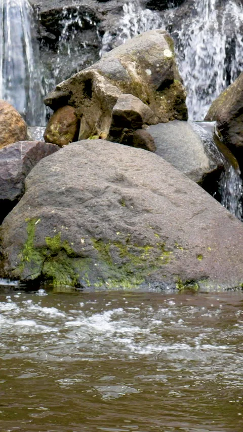 Organic Forest River With Visual Rhythm Stock Footage 329226831