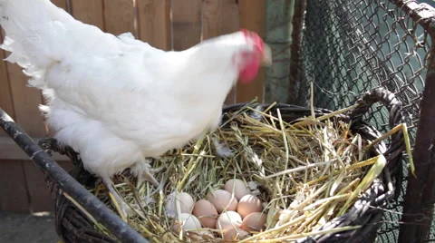 Organic free range chicken, nest, nestle, white hen hatching, eating, farm Stock Footage 42157293