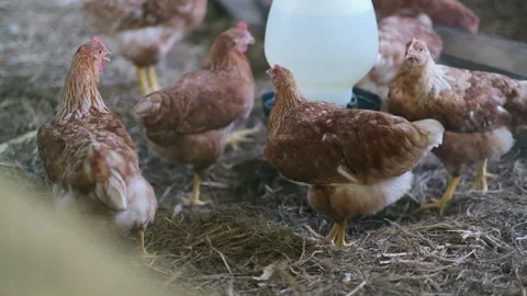 Organic free-range chickens breeding farm Stock Footage 147523905