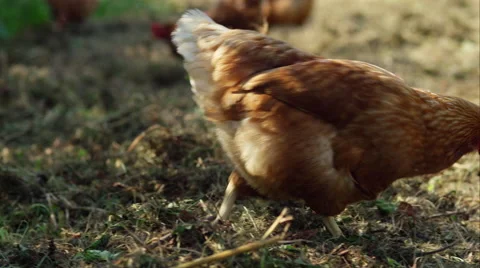 Organic free range chickens eating food on the farm Stock Footage