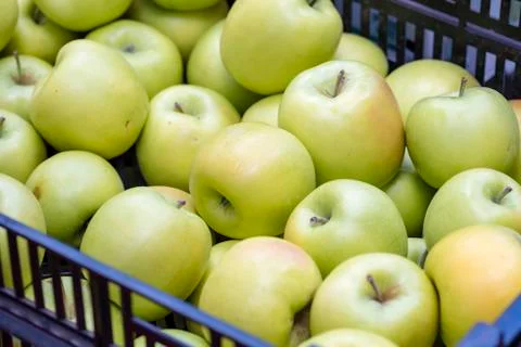 Organic fresh apple in boxes displayed at market, closeup, top view. Stock Photos