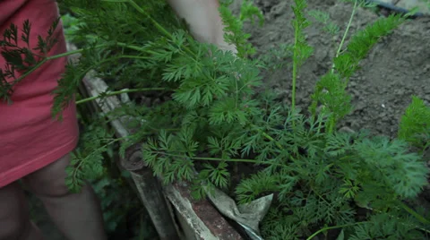 Organic fresh carrot pulled out from vegetable garden, agriculture Stock Footage 39655198