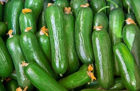 Organic fresh cucumbers Stock Photos