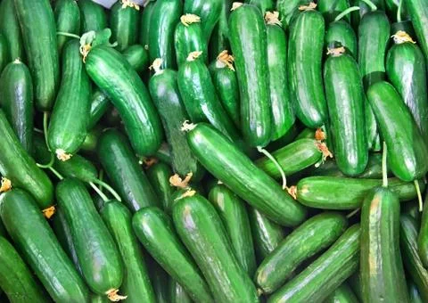 Organic fresh cucumbers Stock Photos