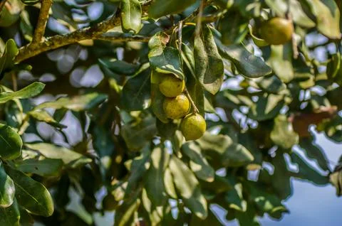 Organic fresh Macadamia nut on tree and plant in a farm in Sabie Mpumalanga.. Stock Photos