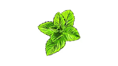 Organic fresh mint sprig drawn digitally with pencil strokes and painted with Stock Footage 129642640