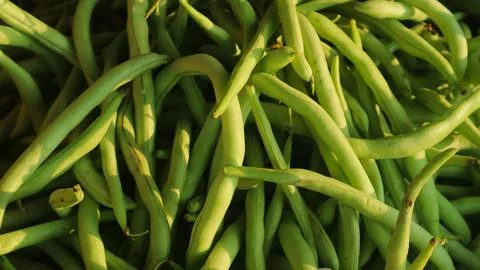 Organic Fresh raw string bean or french beans or buncis in Bahasa, as Stock Photos