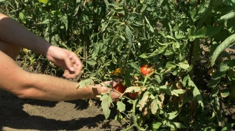 Organic fresh vegetables and fruits. Man harvests tomatoes in home garden. Stock Footage