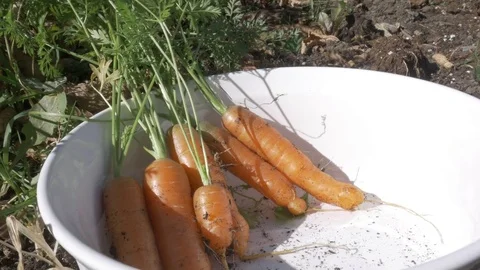 Organic freshly pulled carrots in a dish outside in natural light, 4k 動画素材 81383344