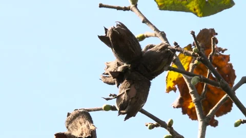 Organic fruit common hazel on tree branches. Stock Footage 153816982