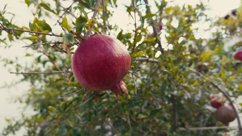 Organic Fruit Pomegranate on Tree Stock Footage 318608064