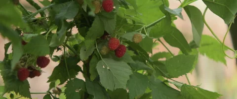 Organic fruit of red raspberry on vines 5.7k scope video Stock Footage 312027208