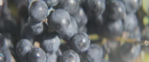 Organic fruit of Vitis vinifera anamorphic 4K sliding video Stock Footage 317802157