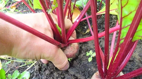 Organic Garden Beets Video stock 8423677
