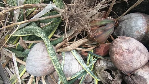 Organic garden waste. Stock Footage 336455348