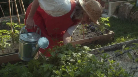 Organic gardening tips using a watering can in your backyard garden Stock Footage 319938384