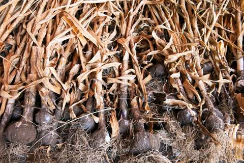 Organic garlic drying Stock Photos