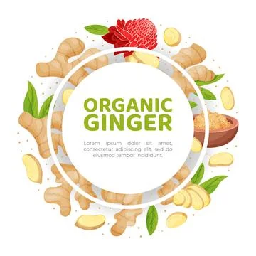 Organic Ginger Design with Root and Blooming Flower Vector Template Иллюстрация