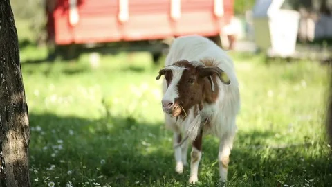 Organic Goat feeding itself in Shadow Stock Footage 75046702