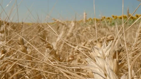 Organic grain Stock Footage 171559020