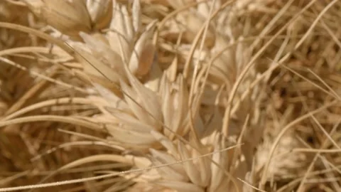 Organic grain Stock Footage 171559216