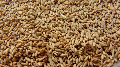 Organic grain Stock Footage 171580348