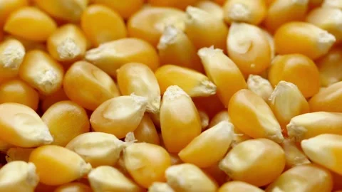 Organic grain yellow corn seed or maize background. Top view. film - moving 库存影片 336581485