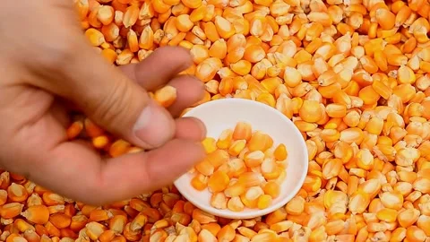 Organic grain yellow corn seed or maize background. Top view. film - moving 库存影片 336581489