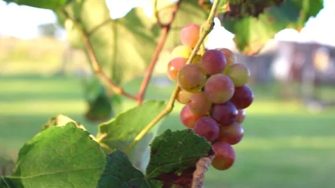 Organic grapes Stock Footage 88194553