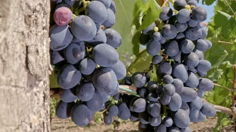 Organic grapes Stock Footage 171555373