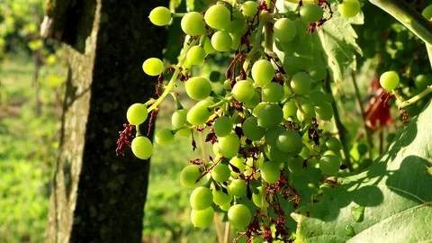 Organic Grapes in The Winery Stock Footage 112067590