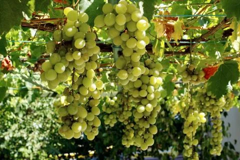 Organic grapevine Stock Photos