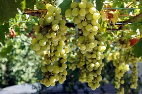 Organic grapevine Stock Photos