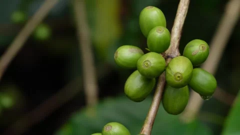 Organic greem Coffee Beans Berries on a Tree Branch , super close up view Stock Footage 259598640