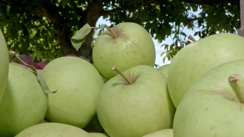 Organic green apples Stock Footage 171555323