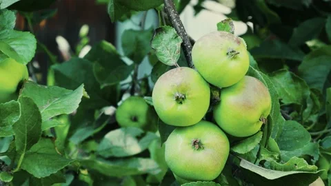 Organic green apples on the tree Stock Footage 140088487