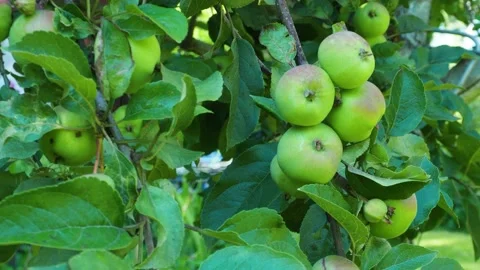 Organic green apples on the tree Video stock 140088746