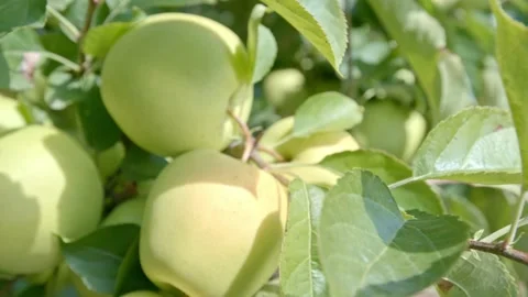 Organic green apples on a tree Stock Footage 171559337