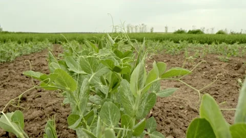 Organic green beans Stock Footage 171557825
