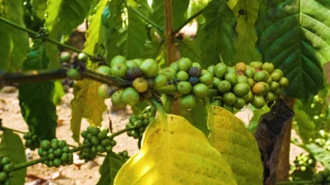 Organic green coffee beans row growing on an elegant branch Stock Footage 345505350