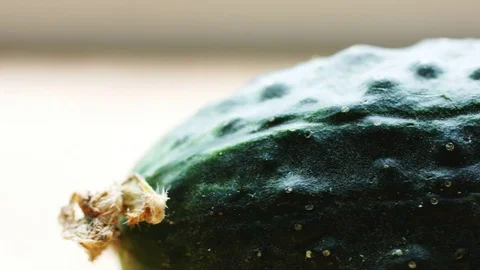 Organic green cucumber Stock Footage 76945095