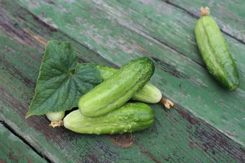 Organic green cucumbers on the background of boards Stock Photos