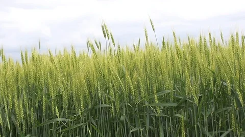 Organic green grains in spring time Stock Footage 124694686