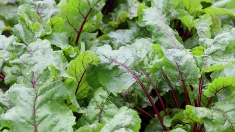 Organic green red young beetroot leaves after the rain growing on garden bed. Stock Footage 246918297