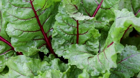 Organic green red young beetroot leaves after the rain growing on garden bed. Stock Footage 248955681