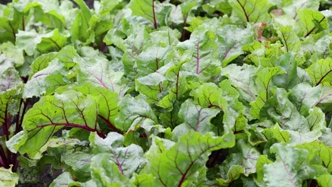 Organic green red young beetroot leaves after the rain growing on garden bed. Stock Footage 248955813