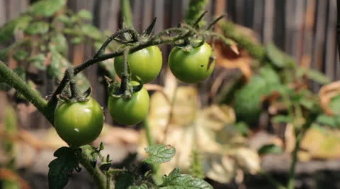 Organic Green Tomatoes 1 Stock-Footage 24923760